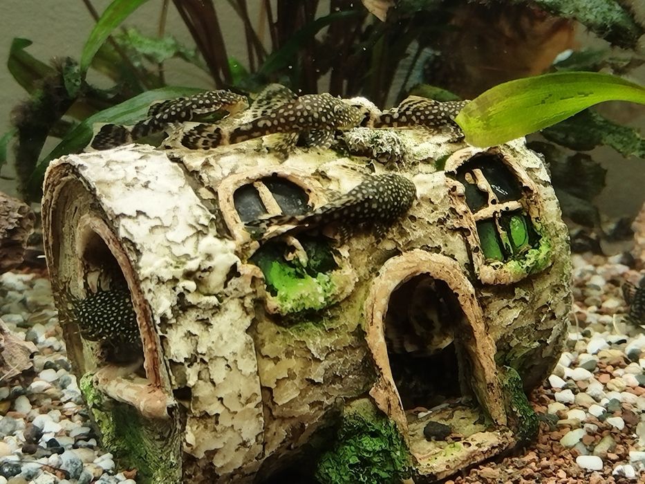 Pești sanitari Ancistrus