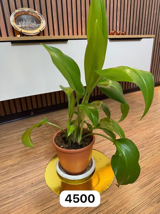 Продам комнатные цветы