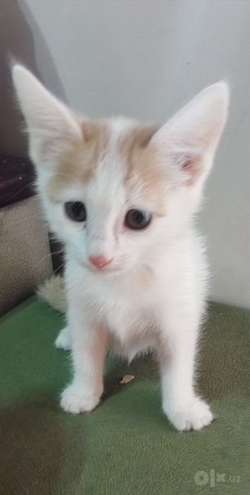 Котенок, мальчик