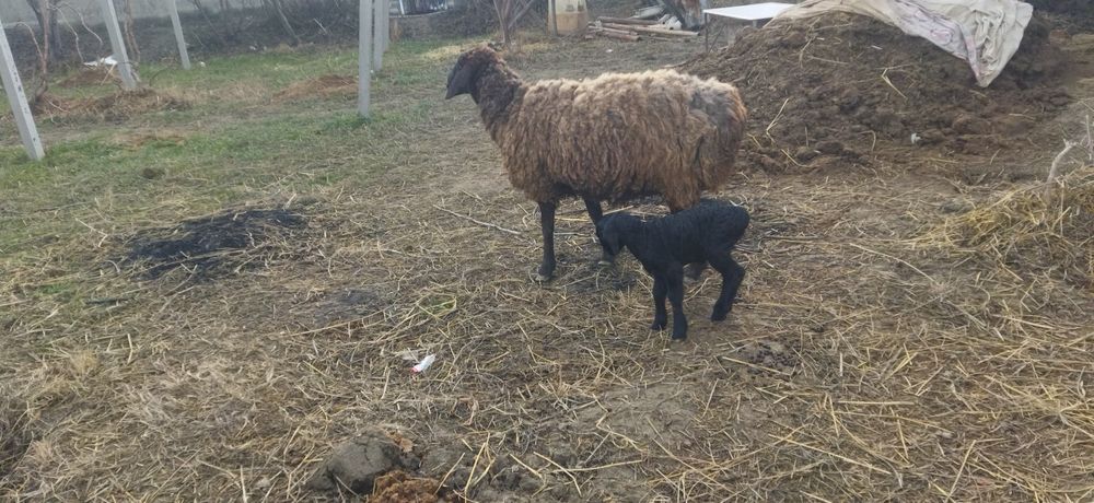 Ona bola hisori qo'y sotiladi