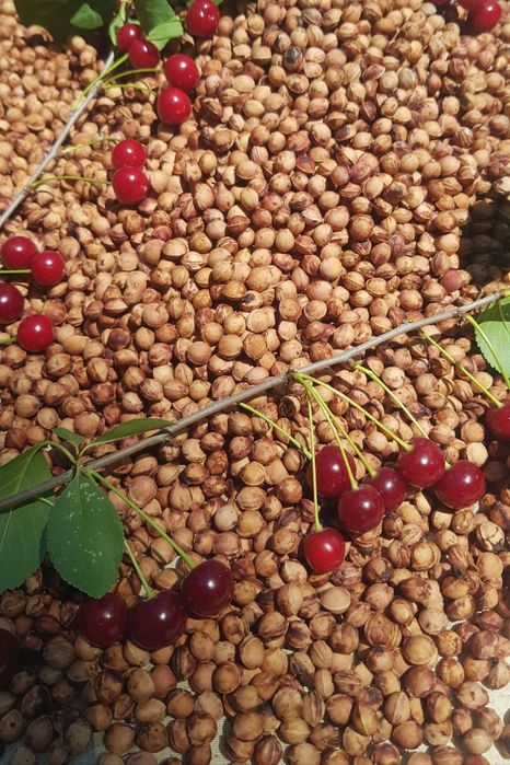 Продаются вишнёвые косточки