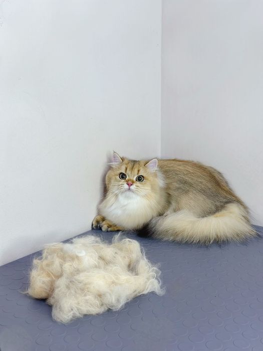 Груминг кошек Ташкент