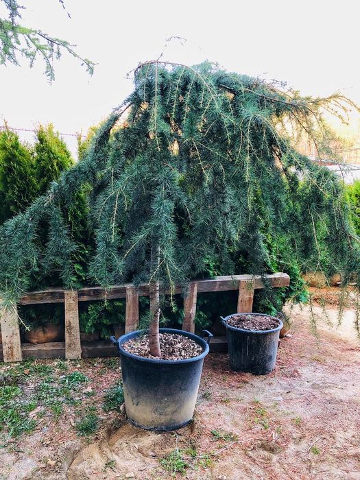 Cedru pletos ( plangator ) verde, argintiu, atlantica.