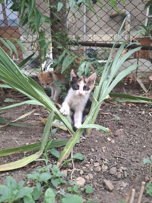 Котета търсят новия си дом