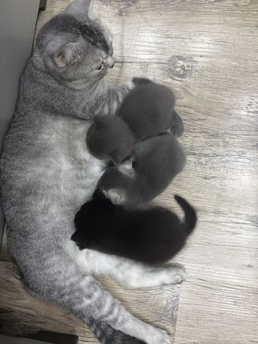Мушукчалар сотаман