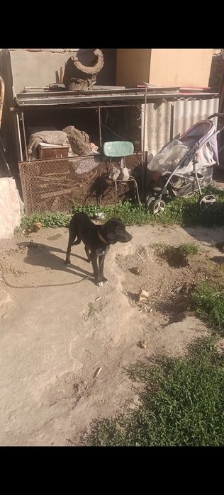 Охотничи Русский спаниел