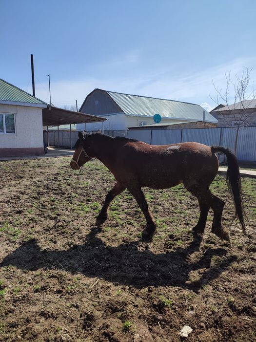 Айгыр семиз 7жасар