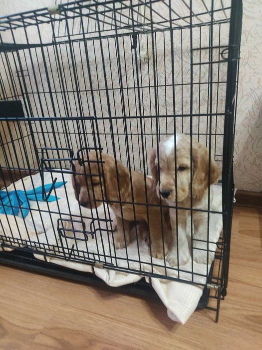 Продаются щенки английского кокера спаниеля