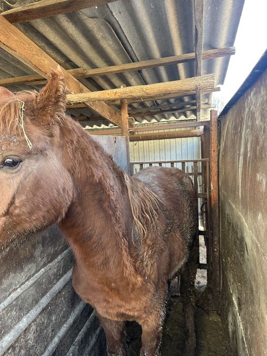 Семіз құнан сатам