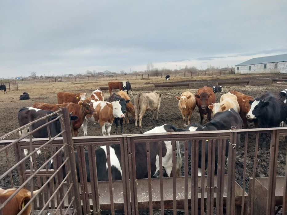 Продам КРС (50 телок)