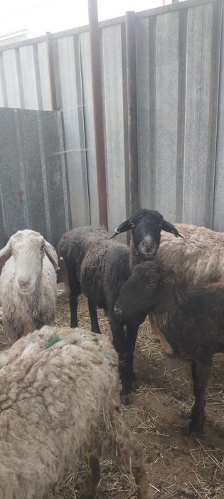Продам Баран жирные находится в талгаре