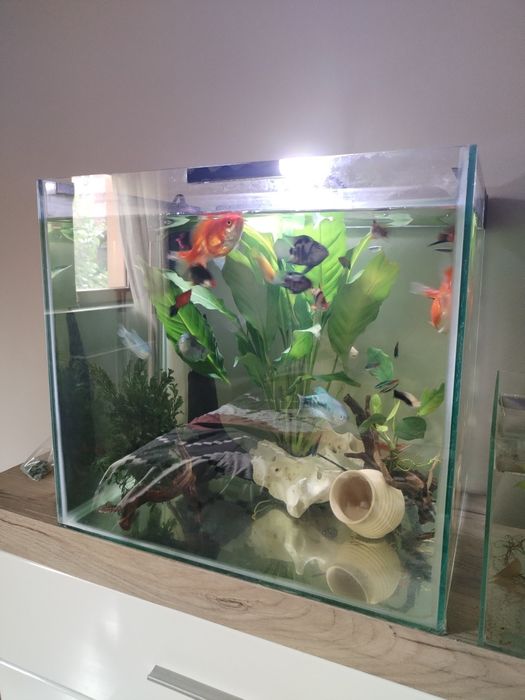 Acvariu 100 litri
