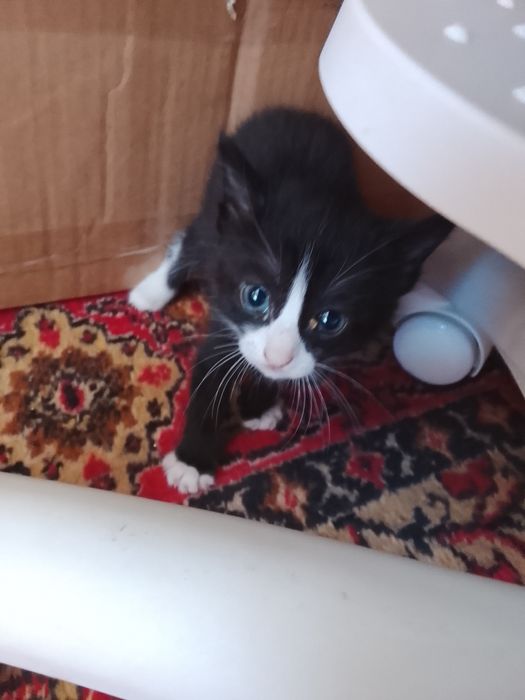 Котята черные и полосатый