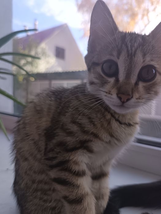Котята красивенькие