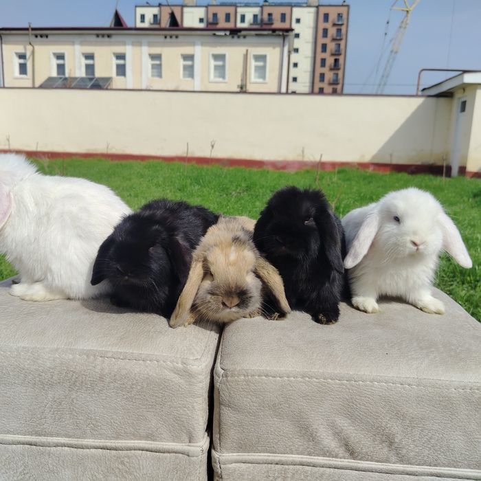 Karlik almaz glaz quyon