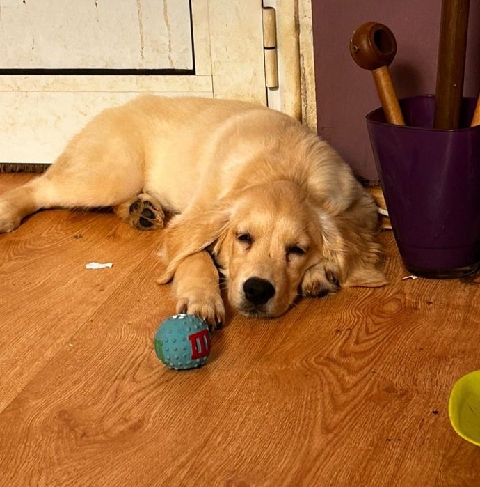 Подарявам женски голдън ретрийвър