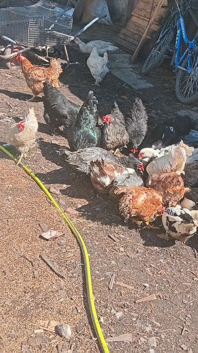 Schimb 11 găini si 5 cocosi