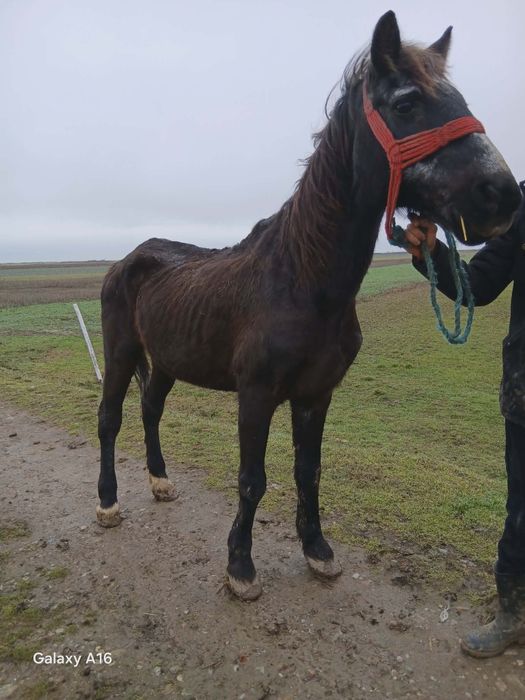 Vând sau schimb cal