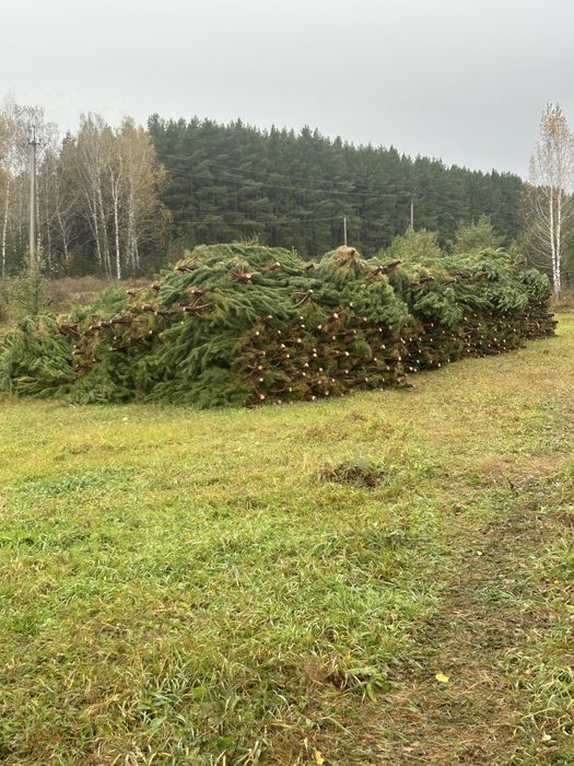Новогодние елки, сосны, ели
