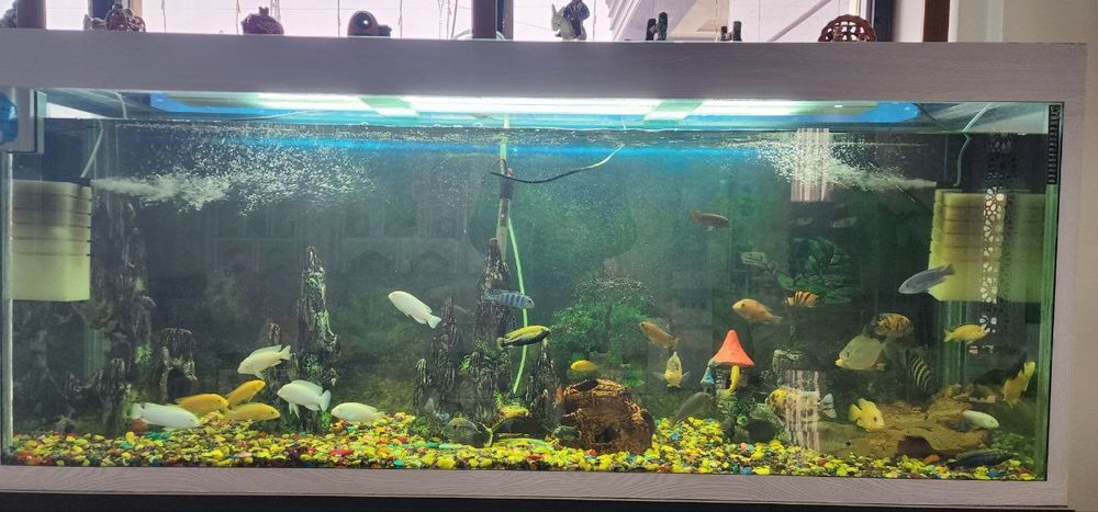 Baliqlar Optom sotiladi.