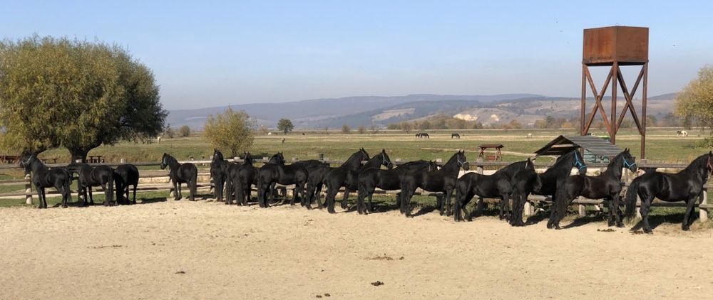 Friesian Frizian Friz armăsar iapa manz