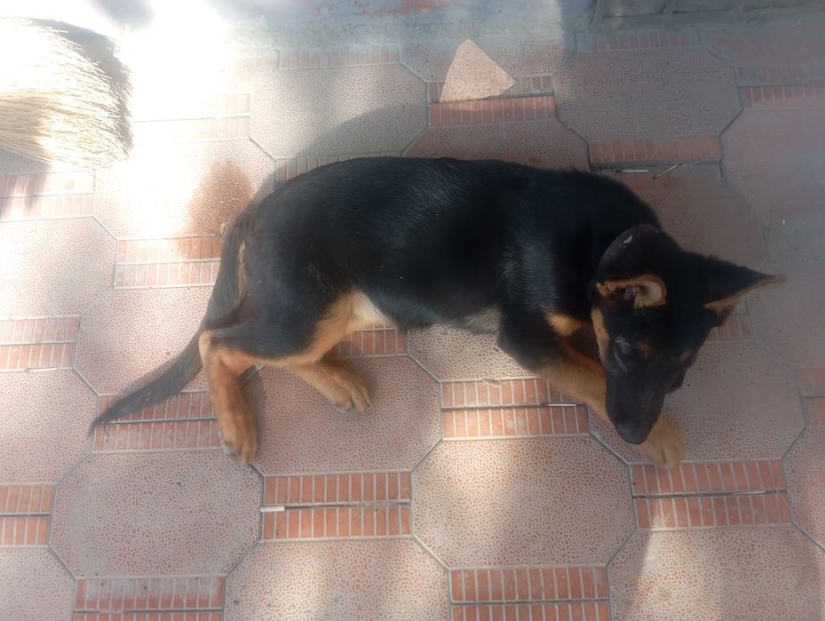 Чистокровная немецкая овчарка