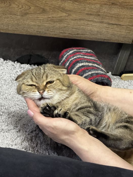 Отдам кошку в добрые руки