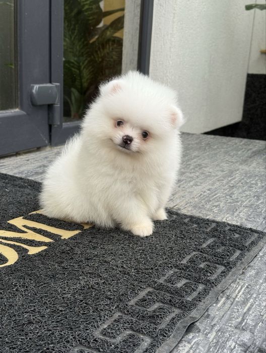 Pomeranian mascul alb