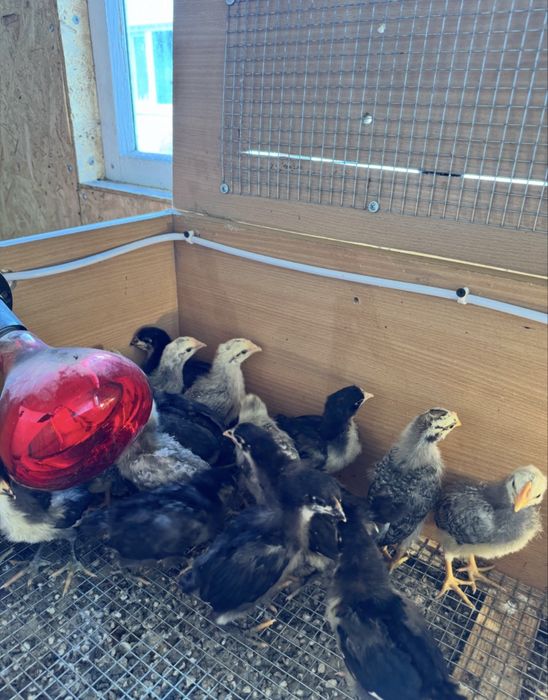 Цыплята на бронь