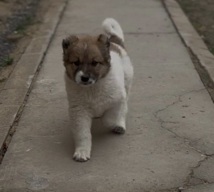 «Алабай» Продается Щенок