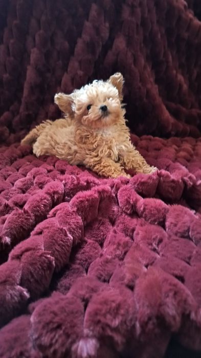 Maltipoo mini toy