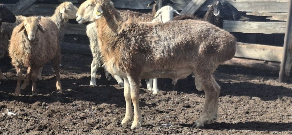 Продам кошкара на племя