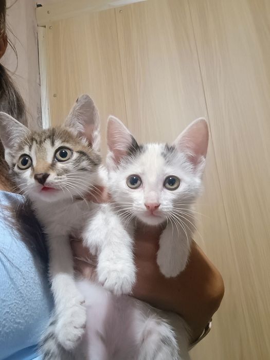 Отдам в добрые руки котят
