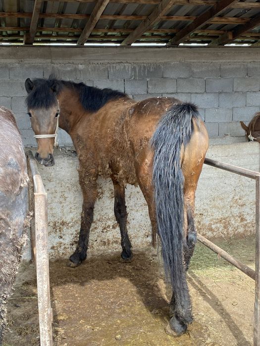 Продам жирную лошадь