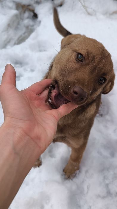 Щенок Девочка! Не на цепь, в добрые руки