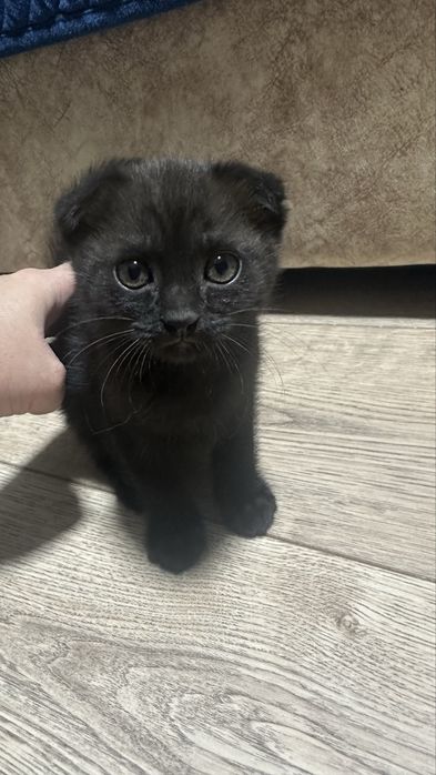 Отдам шотладских котят