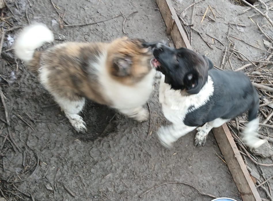 Ofer spre adopție doi căței (femele)  7 luni