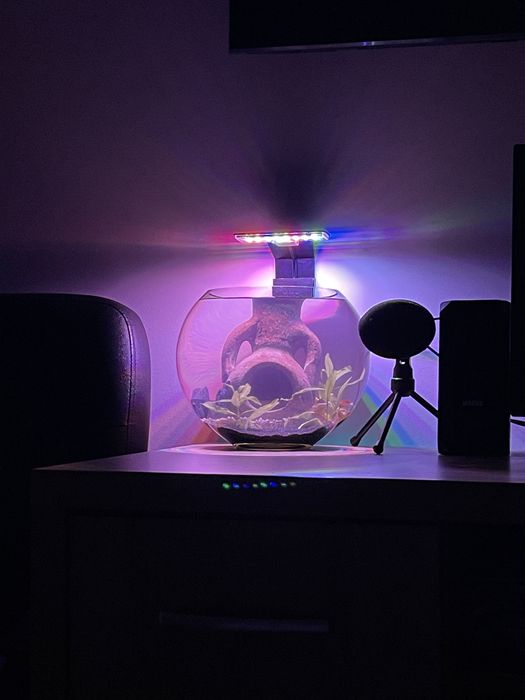 Vand peste betta + lampă led noua pentru acvariu