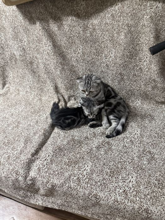 Отдам котенка в хорошие руки
