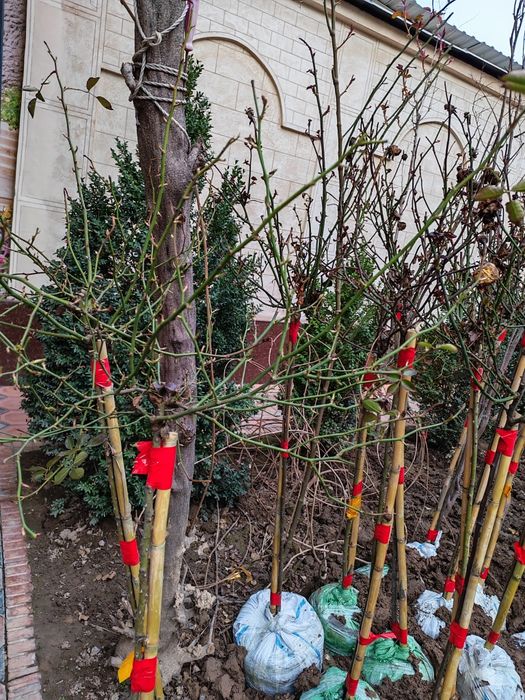 Штамбовая роза. Сотилади