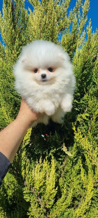 Померан мини померан