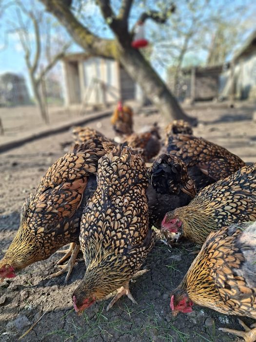 Vand gaini wyandotte  gsg