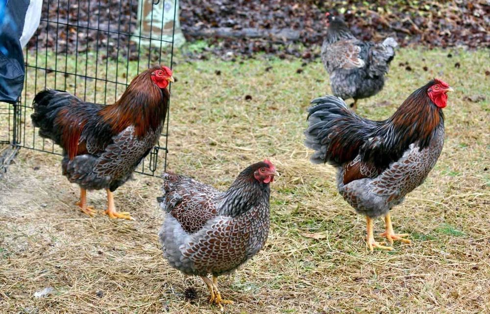 Oua incubat Sussex Wyandotte auriu albastru - Trimit prin curier