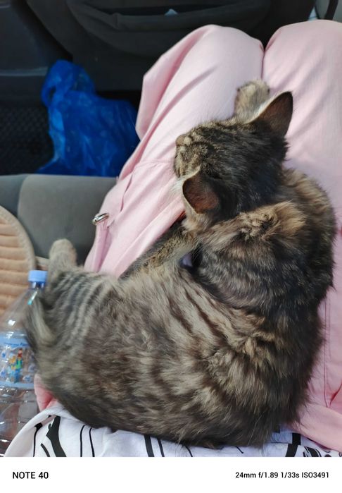 Котёнок Мейкуна 3 месяца мальчик и маленький котёнок девочка срочно