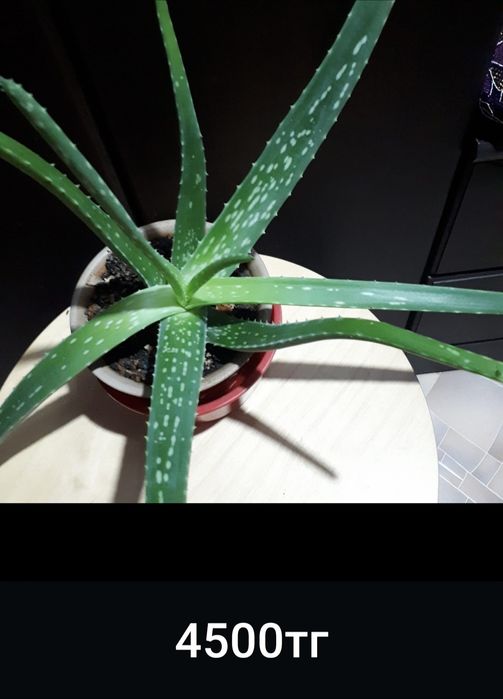 Алоэ Вера цветущий