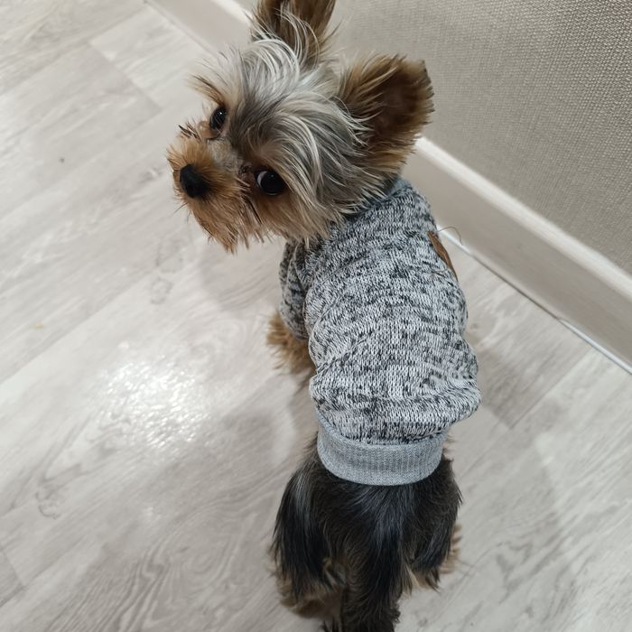 Толстовка для щенков