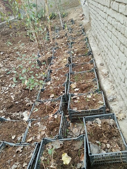 Калифорнийский черв(чувалчанг)