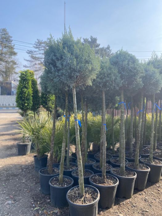 Leylandii Chiparos- Decor de vis , si gard viu