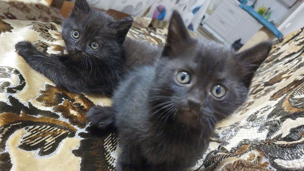 Отдам котят в добрые руки
