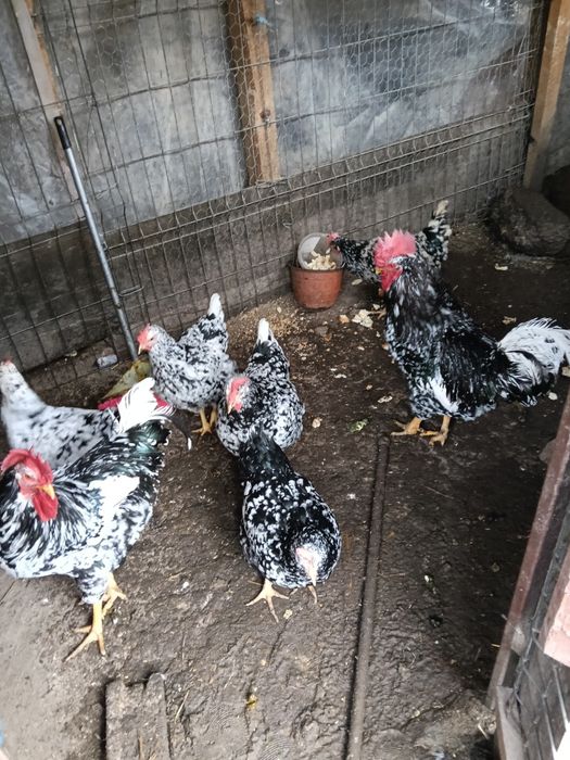 Pita pinta asturiana